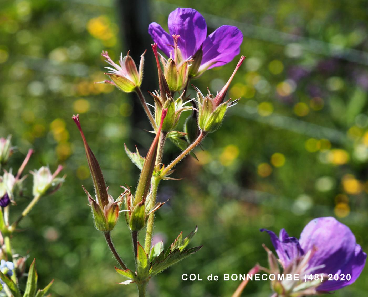 Cranesbill, Wood fruit